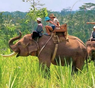 Elephant Safari