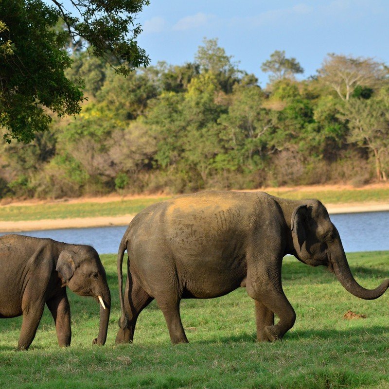 Kaziranga Elephant Safari Tour